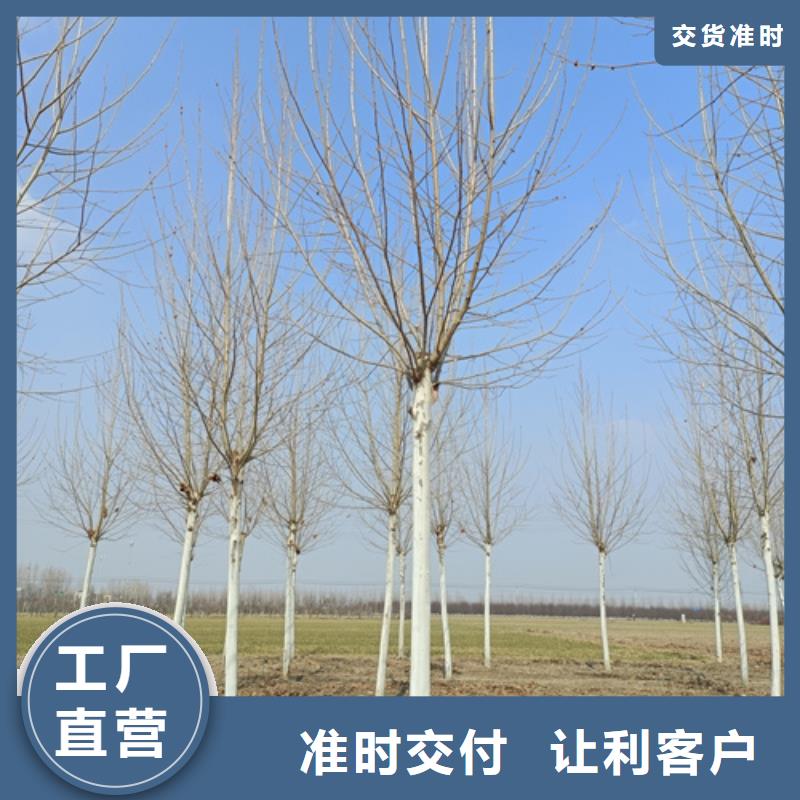 法桐美国红枫客户好评