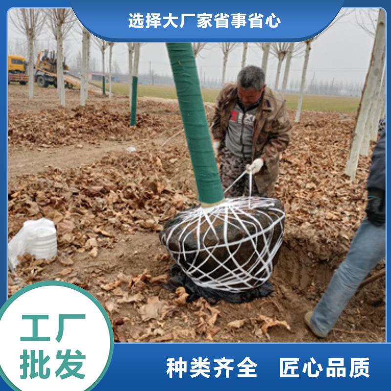 法桐美国红枫客户好评