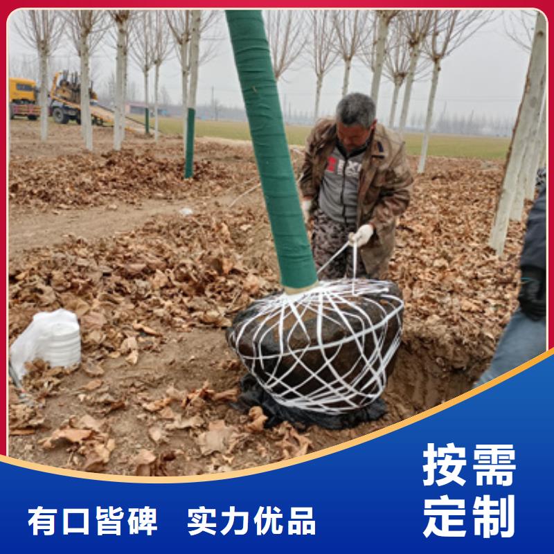 法桐西府海棠库存量大