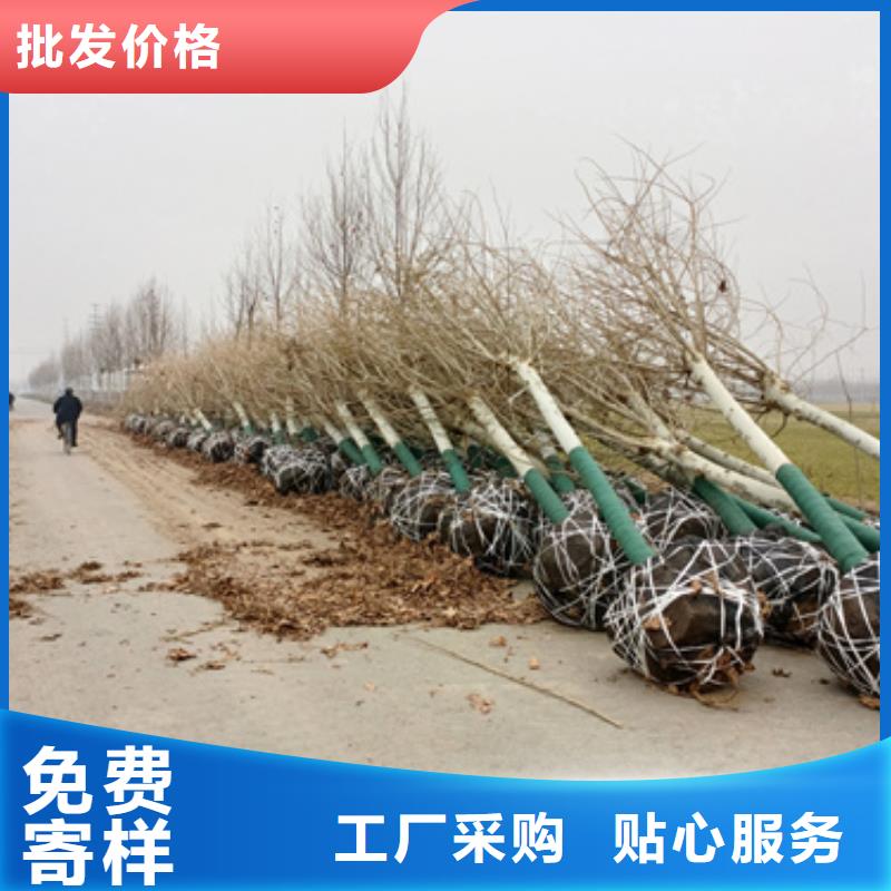 法桐西府海棠库存量大