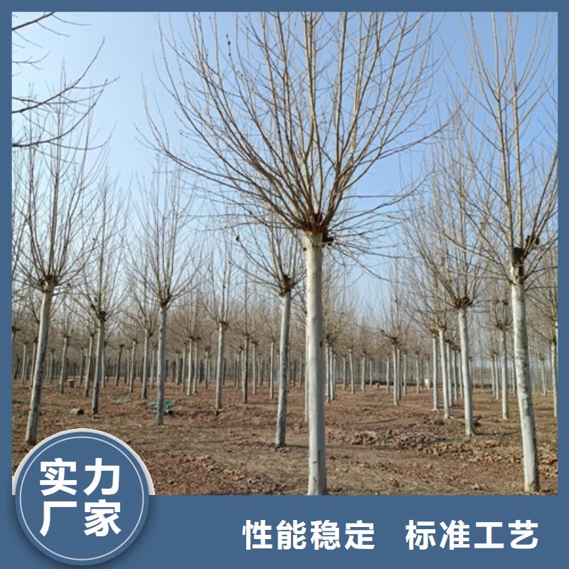 法桐_美国红枫拒绝伪劣产品