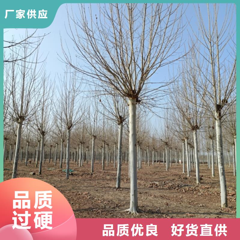 法桐西府海棠库存量大