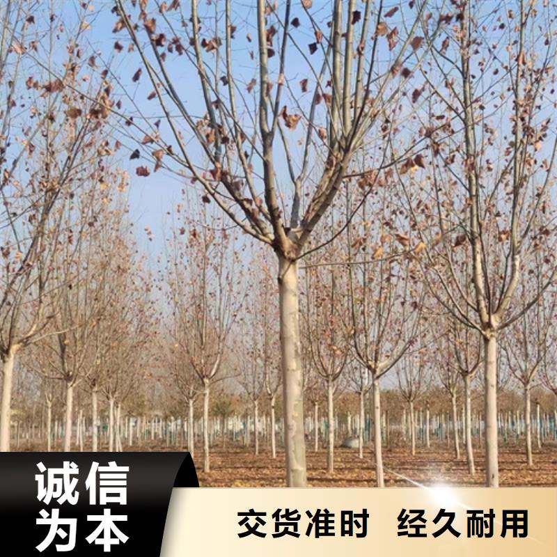 法桐西府海棠库存量大