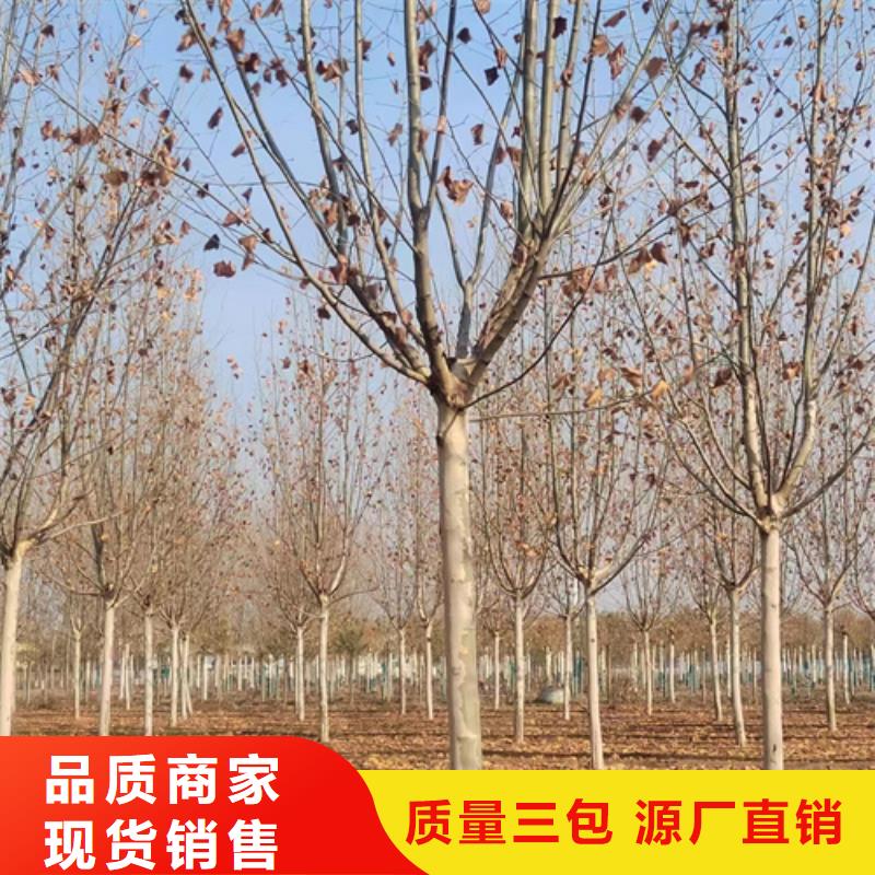 法桐-白蜡工厂直营
