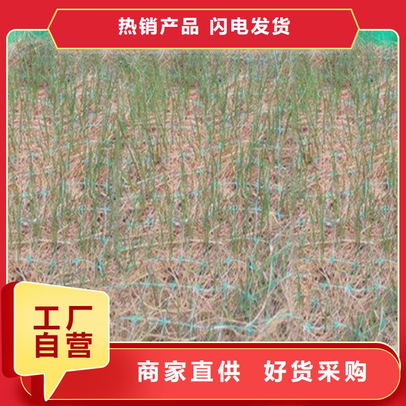 屯昌县植物纤维毯-护坡植被植草毯