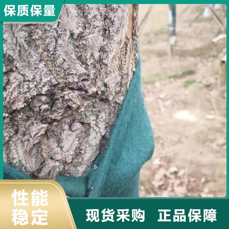 裹树布网格布可定制有保障