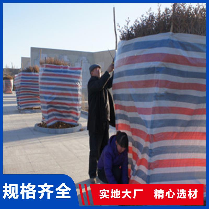 彩条布防水熟料彩条布源厂直接供货