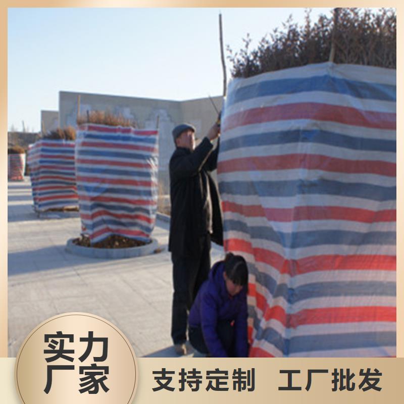 #聚乙烯彩条布#厂家