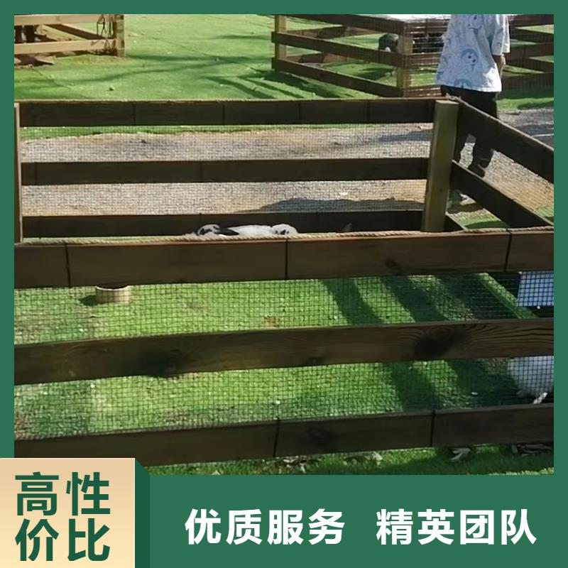 马戏团/羊驼羊驼出租技术可靠