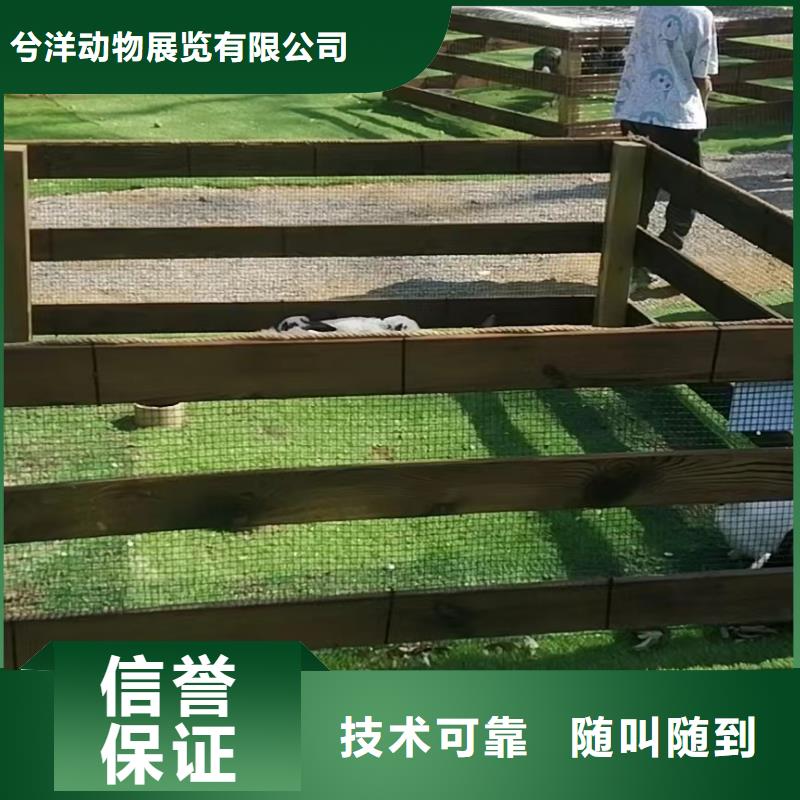 马戏团表演-视频-长安|晋州|邯郸|秦皇岛|衡水|保定马戏团表演长期合作-兮洋动物展览(石家庄市分公司)