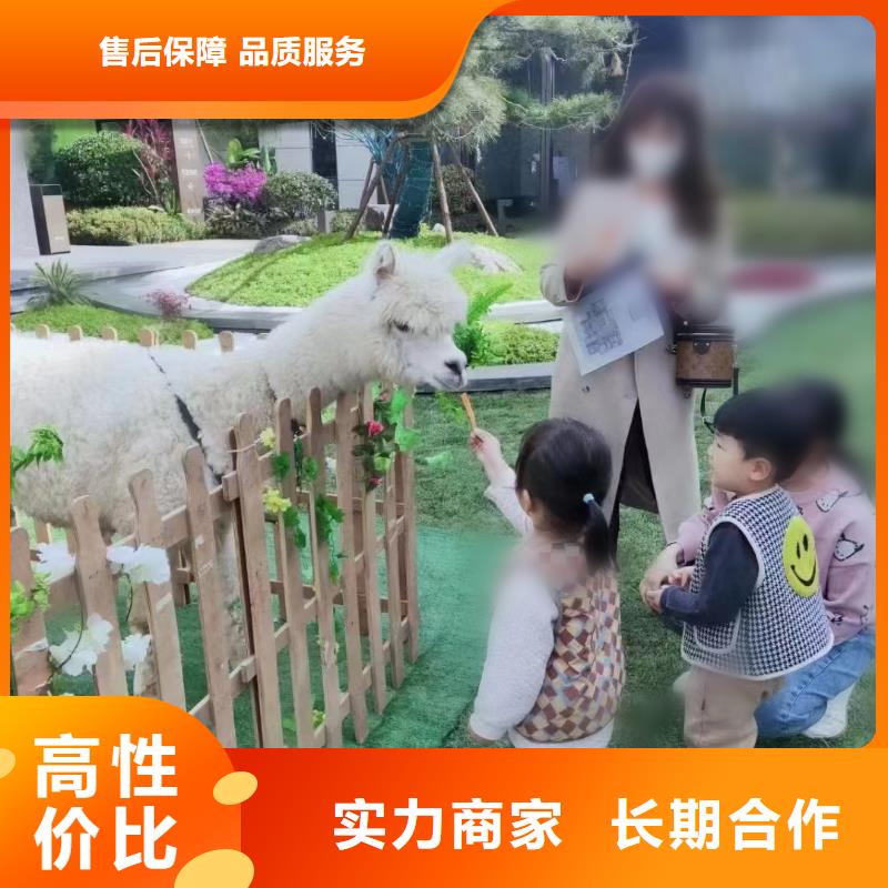马戏团/羊驼表演羊驼租赁24小时为您服务