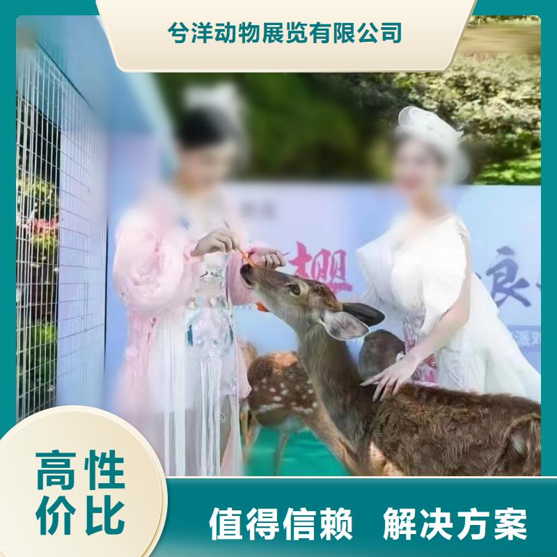 马戏团表演-视频-长安|晋州|邯郸|秦皇岛|衡水|保定马戏团表演长期合作-兮洋动物展览(石家庄市分公司)