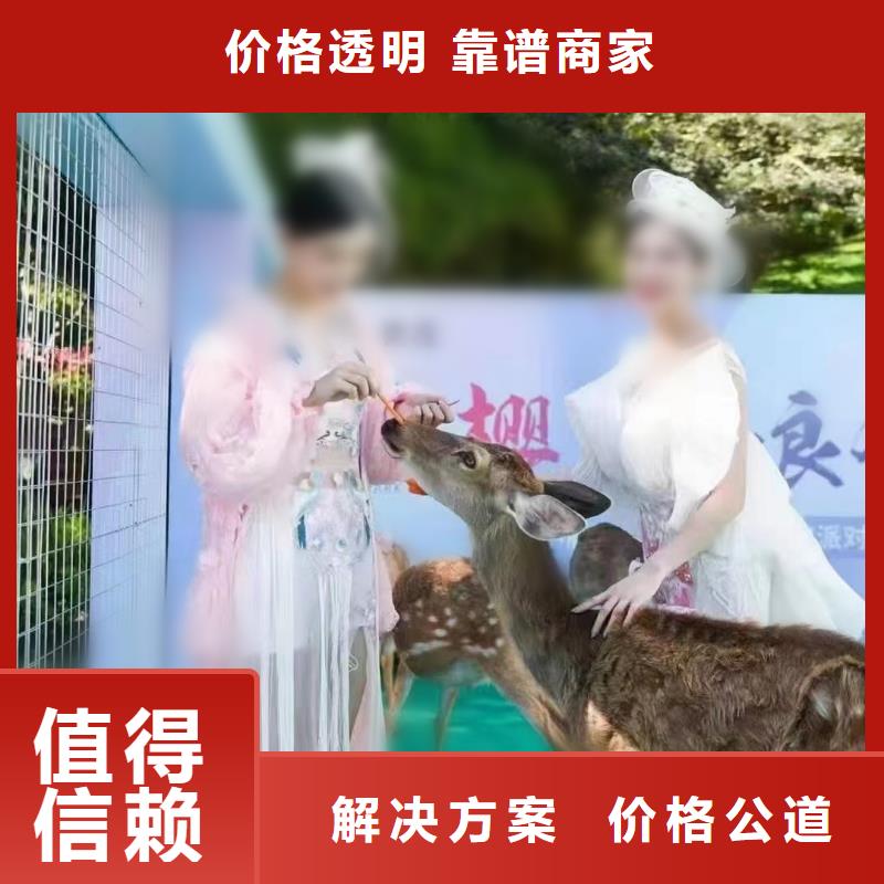 马戏团/羊驼美人鱼表演专业品质