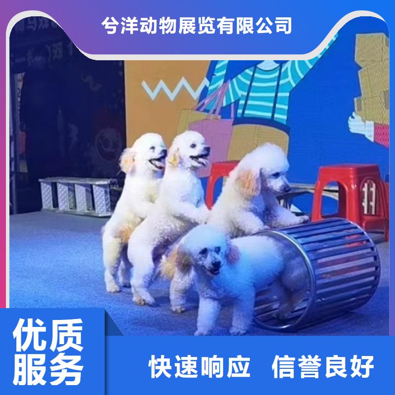 动物展租赁