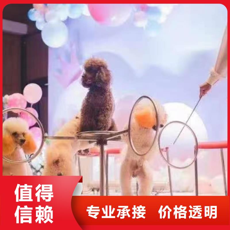 【马戏团/羊驼鹦鹉表演出租价格美丽】