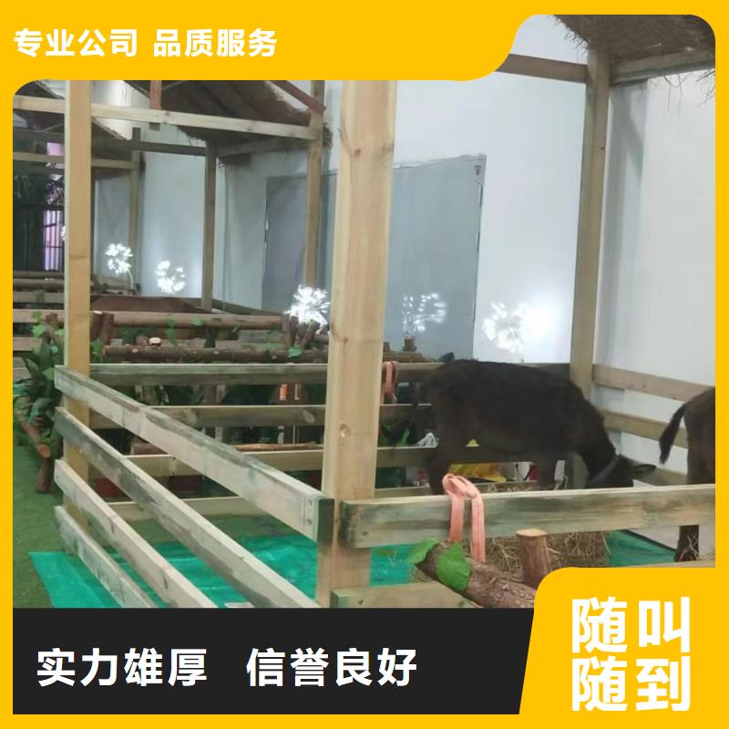 马戏团/羊驼,【活体羊驼租赁】承接
