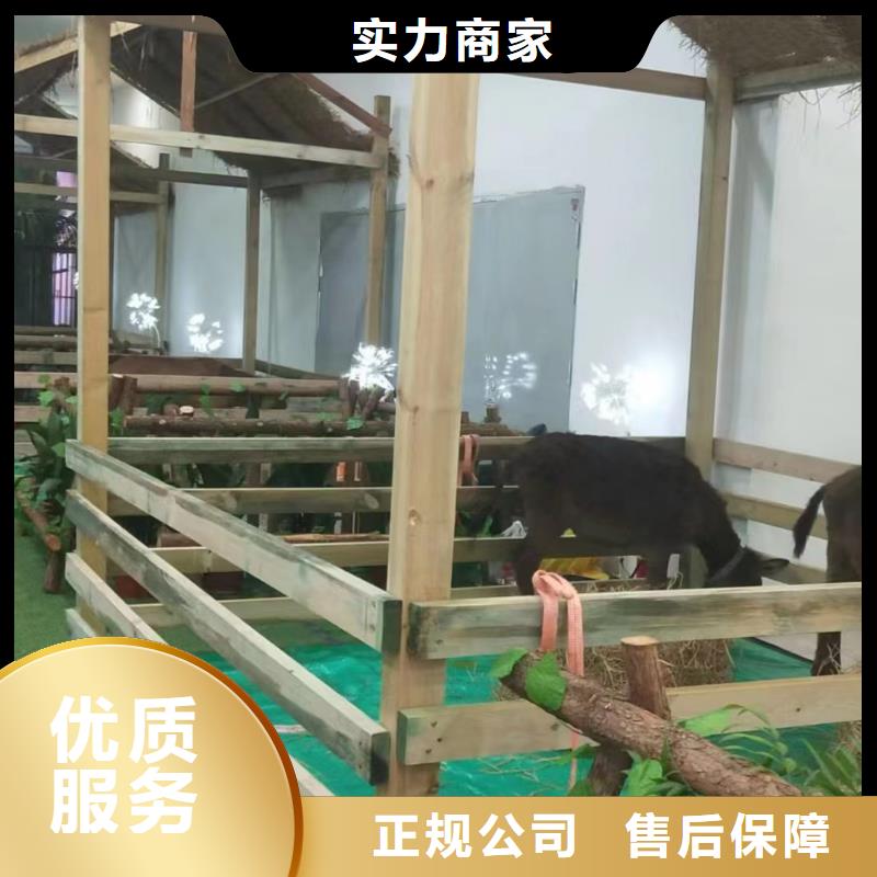 马戏团/羊驼企鹅租赁服务周到