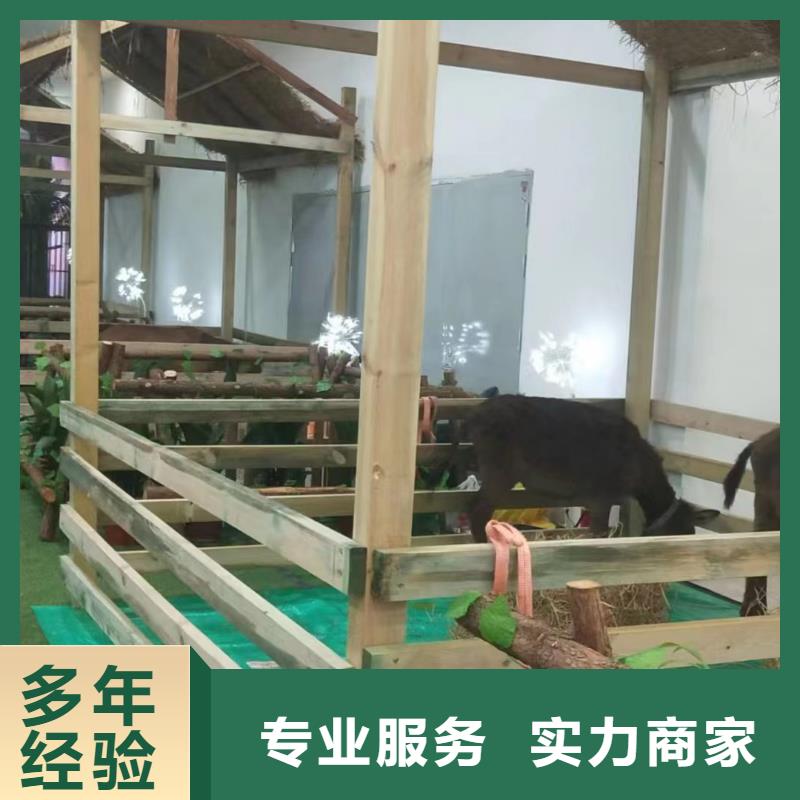 马戏团/羊驼企鹅出租表演专业承接