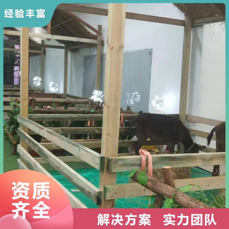 马戏团/羊驼羊驼出租比同行便宜