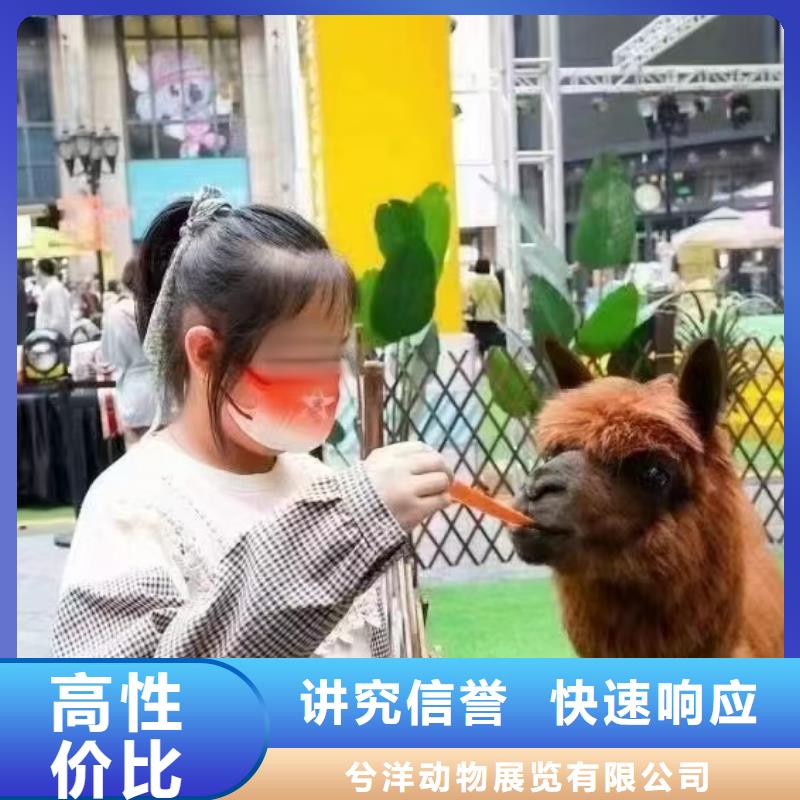马戏团表演-视频-马戏团表演-安徽省巢湖市池州|马鞍山|阜阳|亳州|安庆(附近)服务商