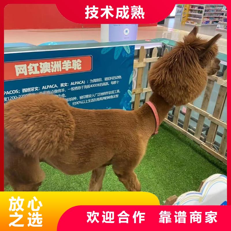马戏团/羊驼-出租动物表演专业