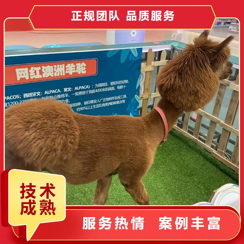 马戏团/羊驼_海狮表演出租精英团队