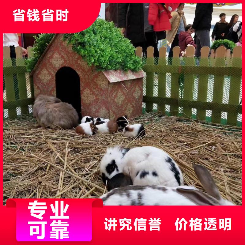 马戏团/羊驼美人鱼表演质优价廉
