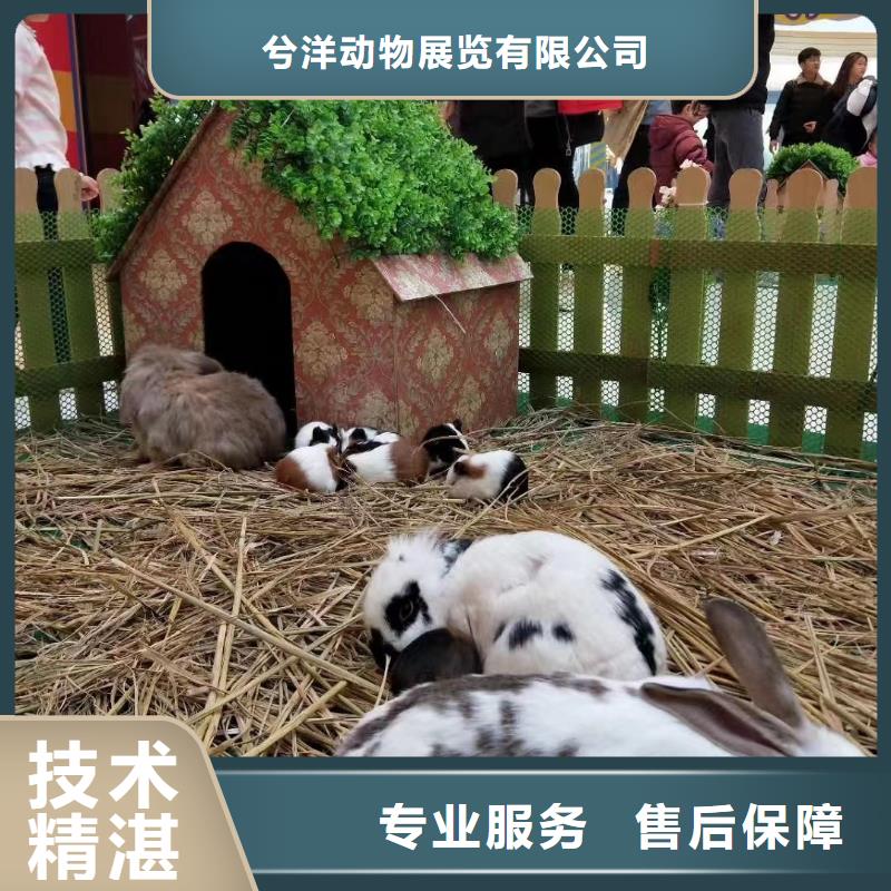 马戏团/羊驼-商场马戏表演出租价格美丽