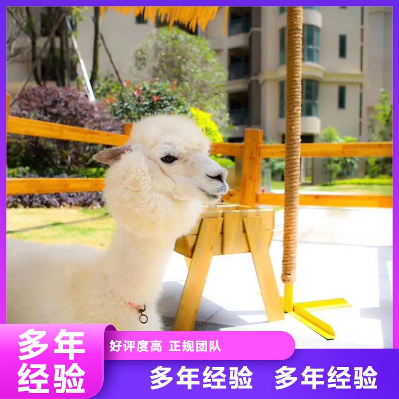 马戏团/羊驼【马戏团表演出租租赁】服务热情