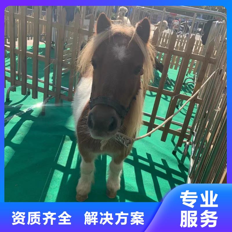 马戏团/羊驼美人鱼表演专业品质