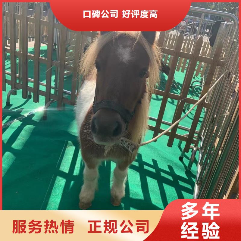 马戏团/羊驼,美人鱼表演信誉良好
