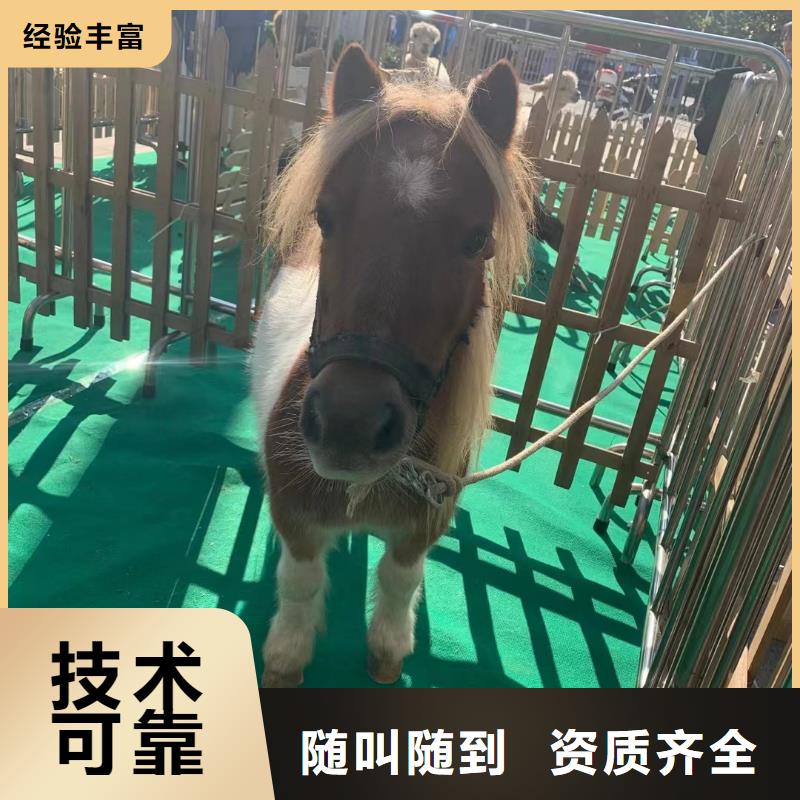 马戏团表演-视频-马戏团表演|云南省曲靖市|陆良|会泽|文山|大理|西双版纳|临沧|怒江