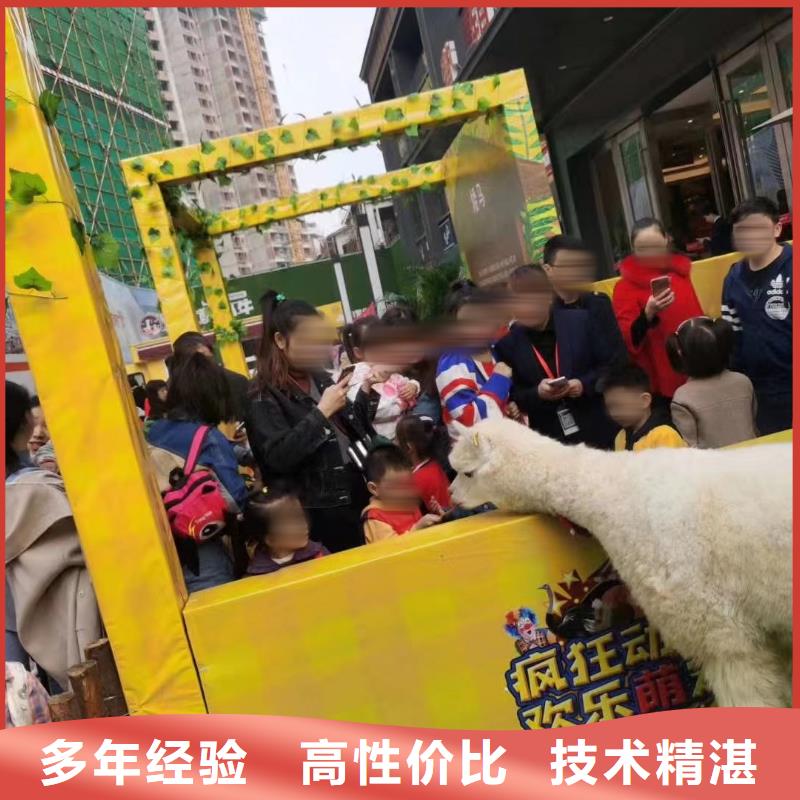马戏团/羊驼羊驼出租比同行便宜