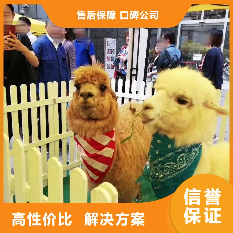 马戏团/羊驼 海豚表演行业口碑好