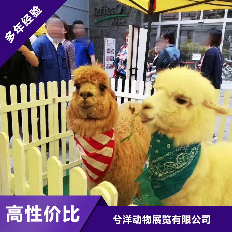 马戏团表演-视频-马戏团表演|云南省曲靖市|陆良|会泽|文山|大理|西双版纳|临沧|怒江