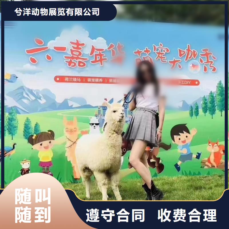 马戏团/羊驼美人鱼表演专业品质