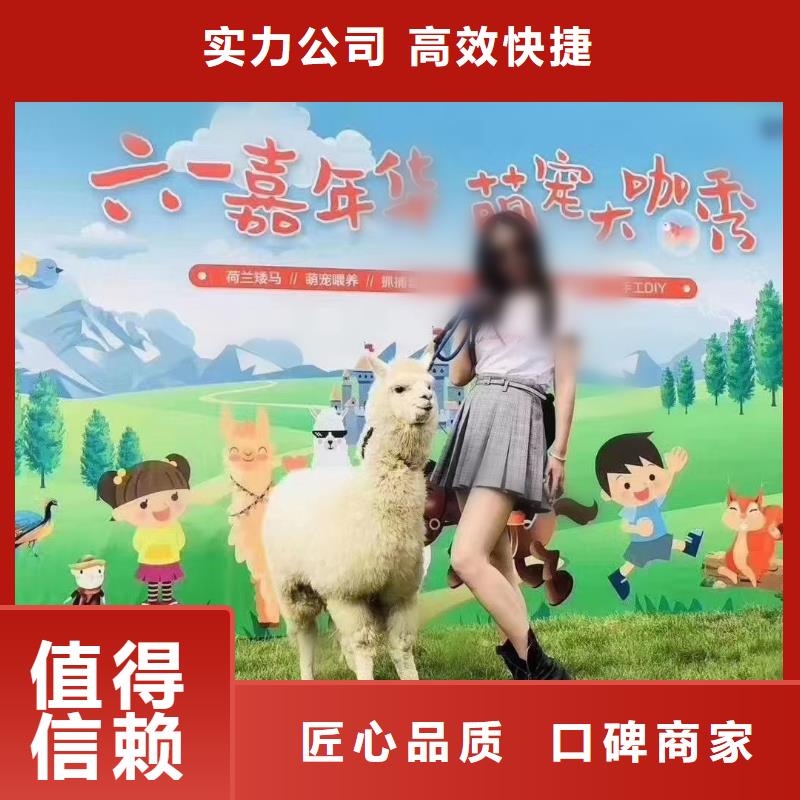 马戏团/羊驼羊驼出租技术可靠