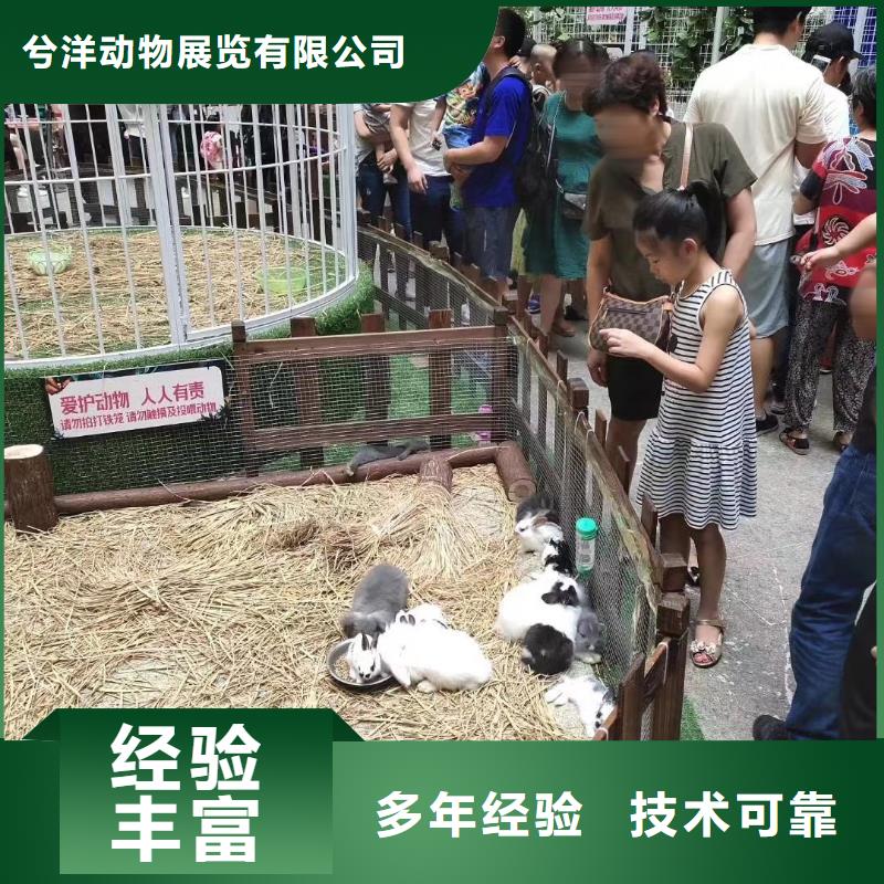 马戏团/羊驼 景区杂技表演先进的技术