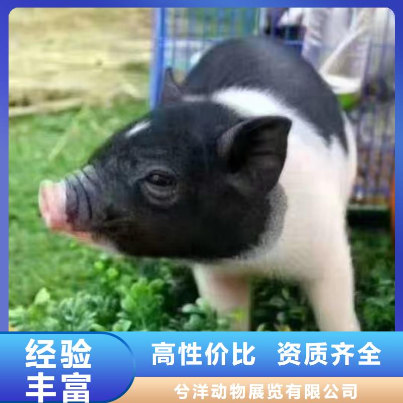 马戏团/羊驼动物杂技表演租赁专业服务