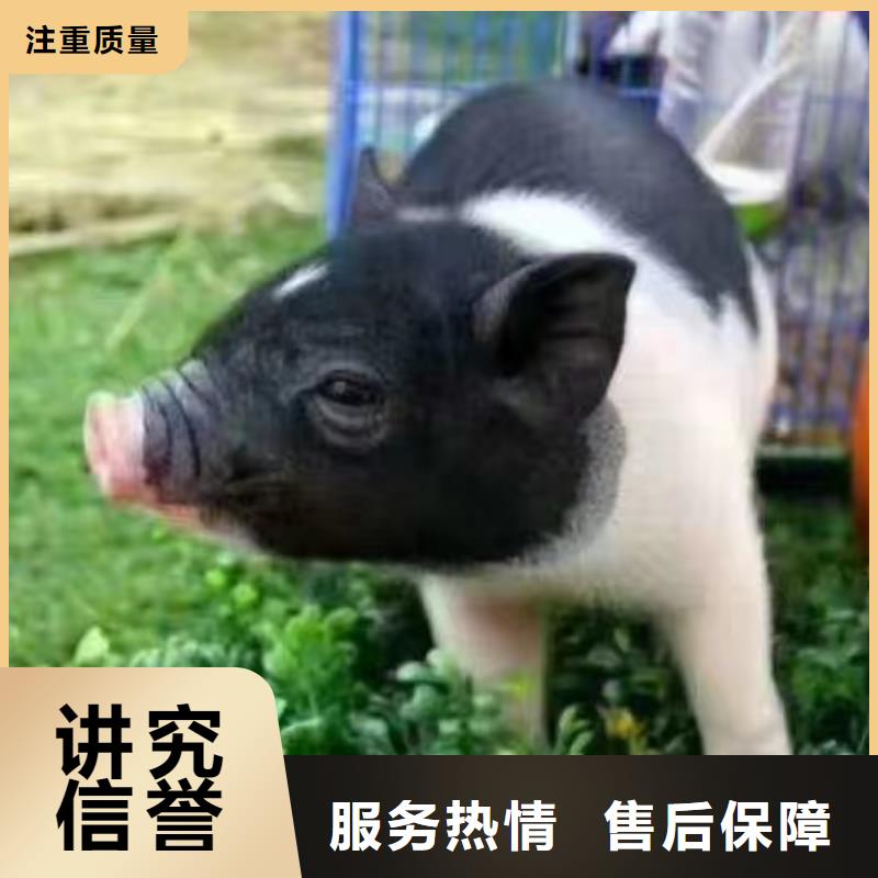 马戏团/羊驼鹦鹉表演租赁明码标价