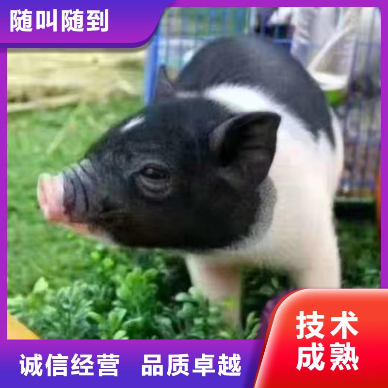 马戏团/羊驼 出租企鹅