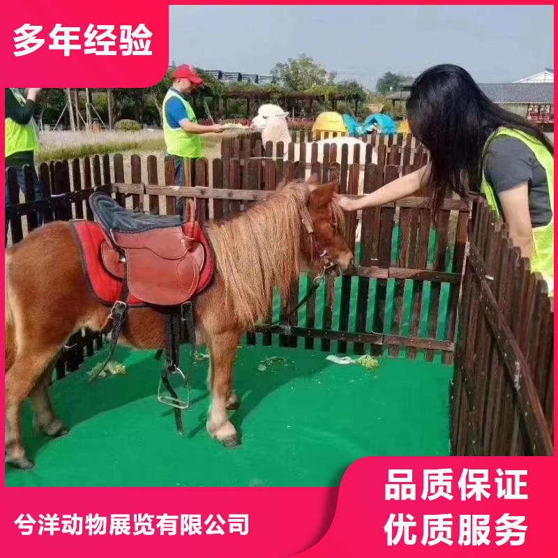 马戏团/羊驼,【活体羊驼租赁】承接