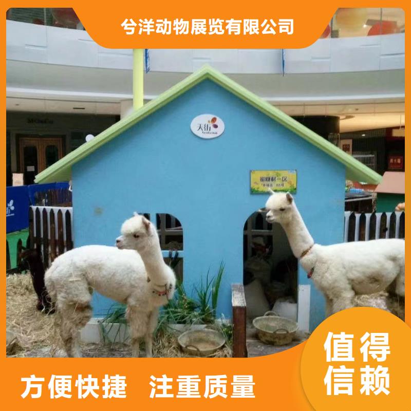 马戏团/羊驼海狮表演出租解决方案