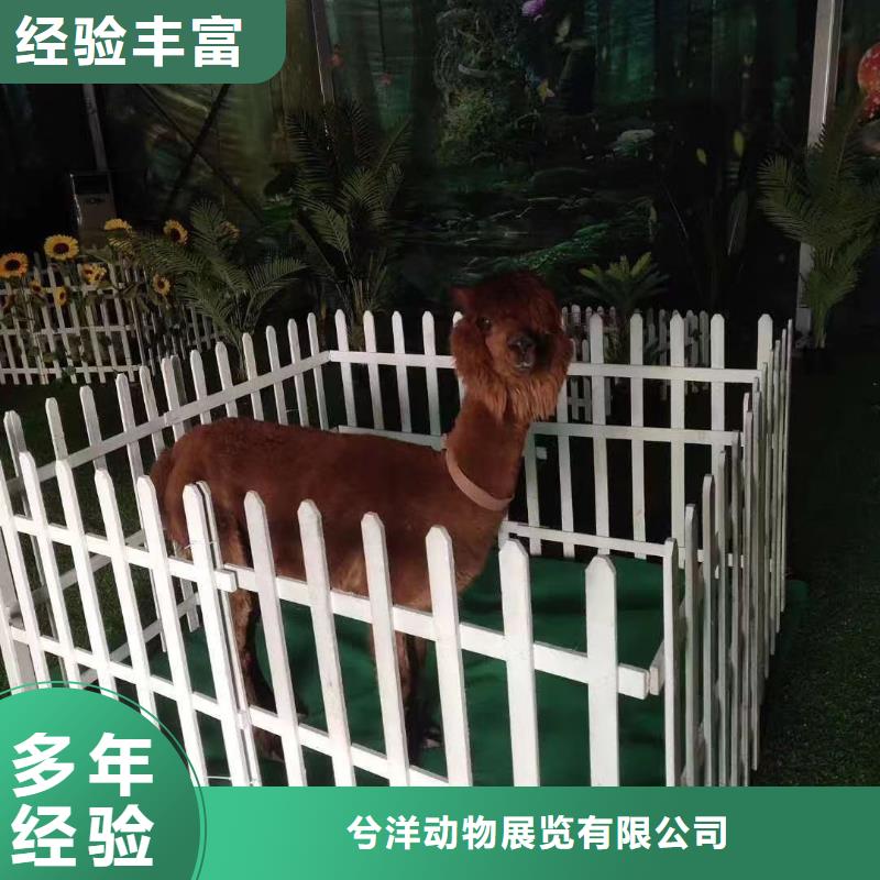 马戏团表演租赁一手资源