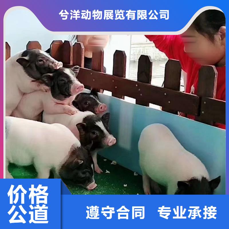马戏团/羊驼羊驼出租