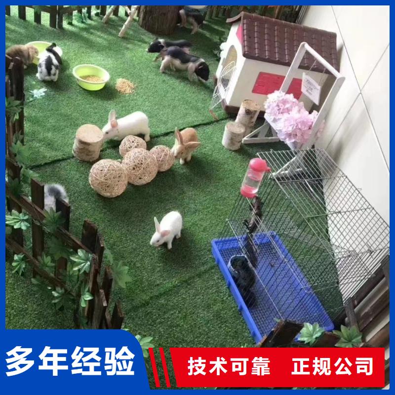 马戏团/羊驼,美人鱼表演价格公道