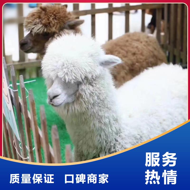 马戏团/羊驼 景区杂技表演先进的技术