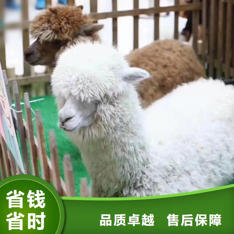 马戏团/羊驼美人鱼表演诚信