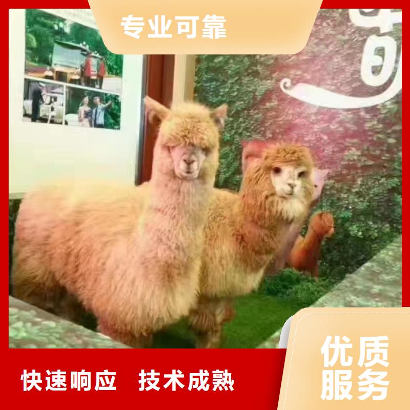 马戏团/羊驼【美人鱼出租演出】技术可靠