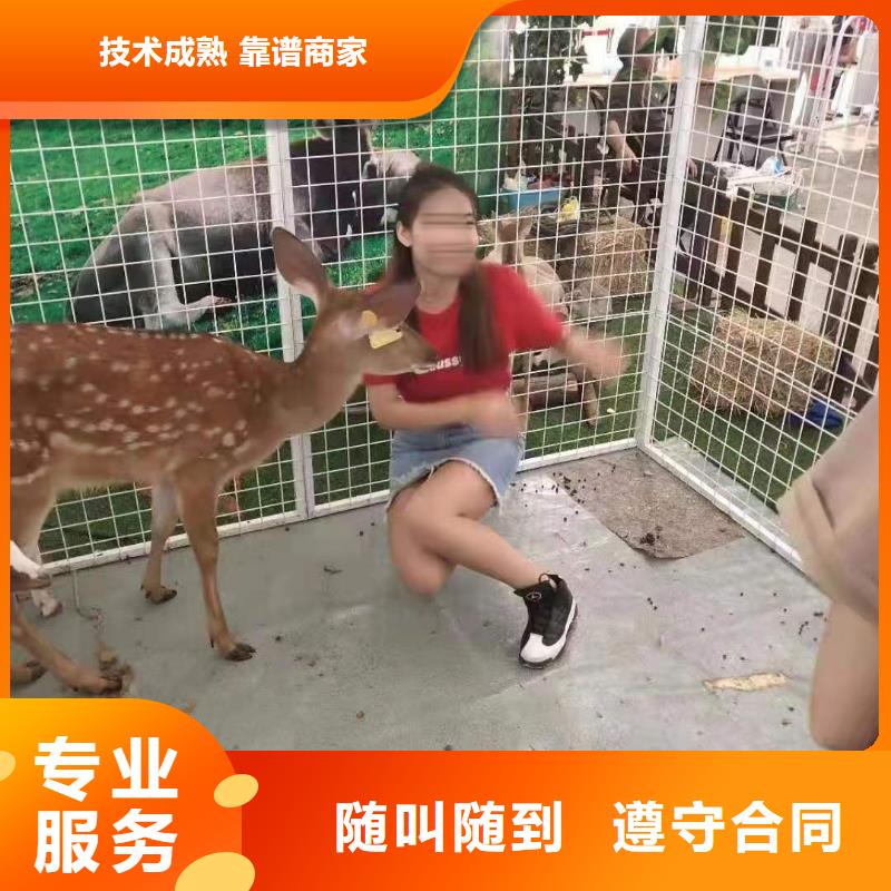 马戏团/羊驼景区杂技表演效果满意为止
